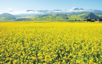 新技术种油菜增产增效